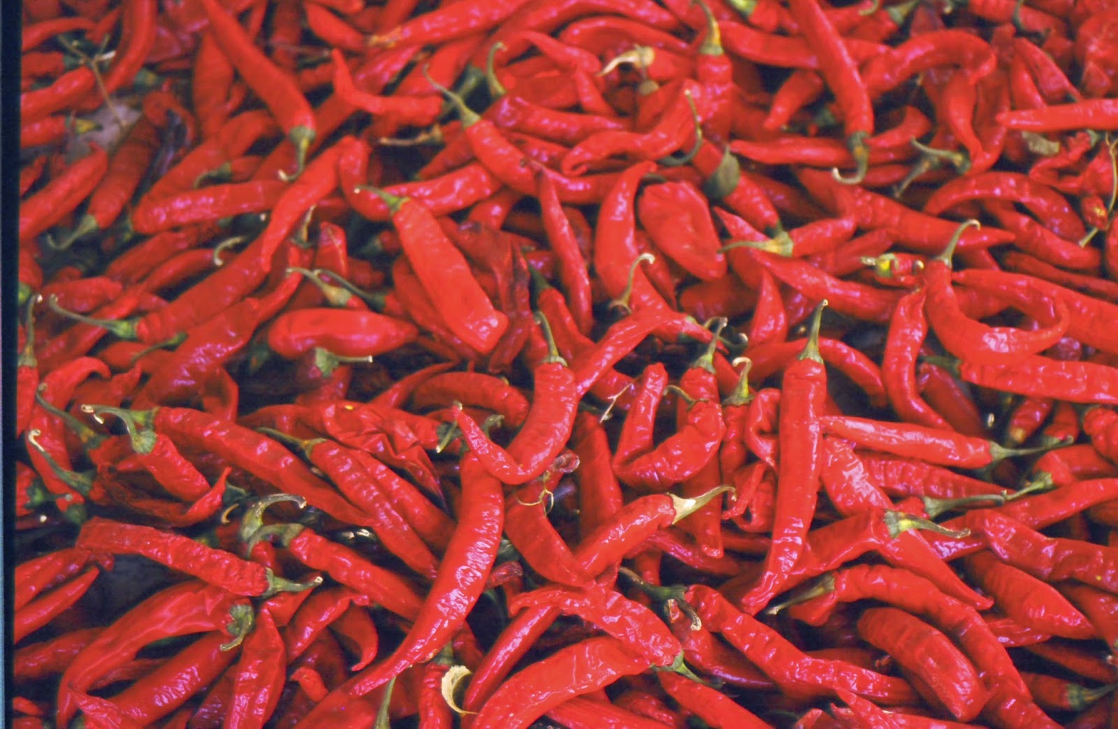 VIVA LA HORTICULTURA: abril 2015