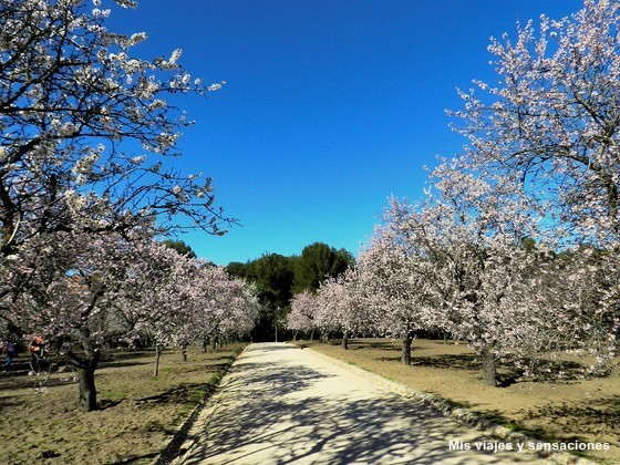 Floración de los almendros. Parque Quinta de los Molinos. Madrid