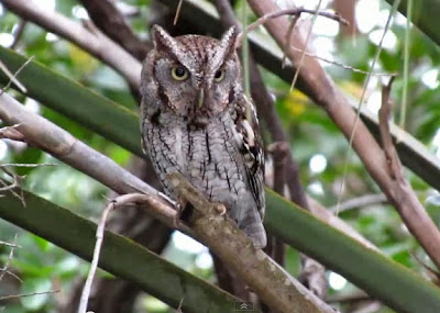 Male Eastern Screech Owl Guarding the Nest Box