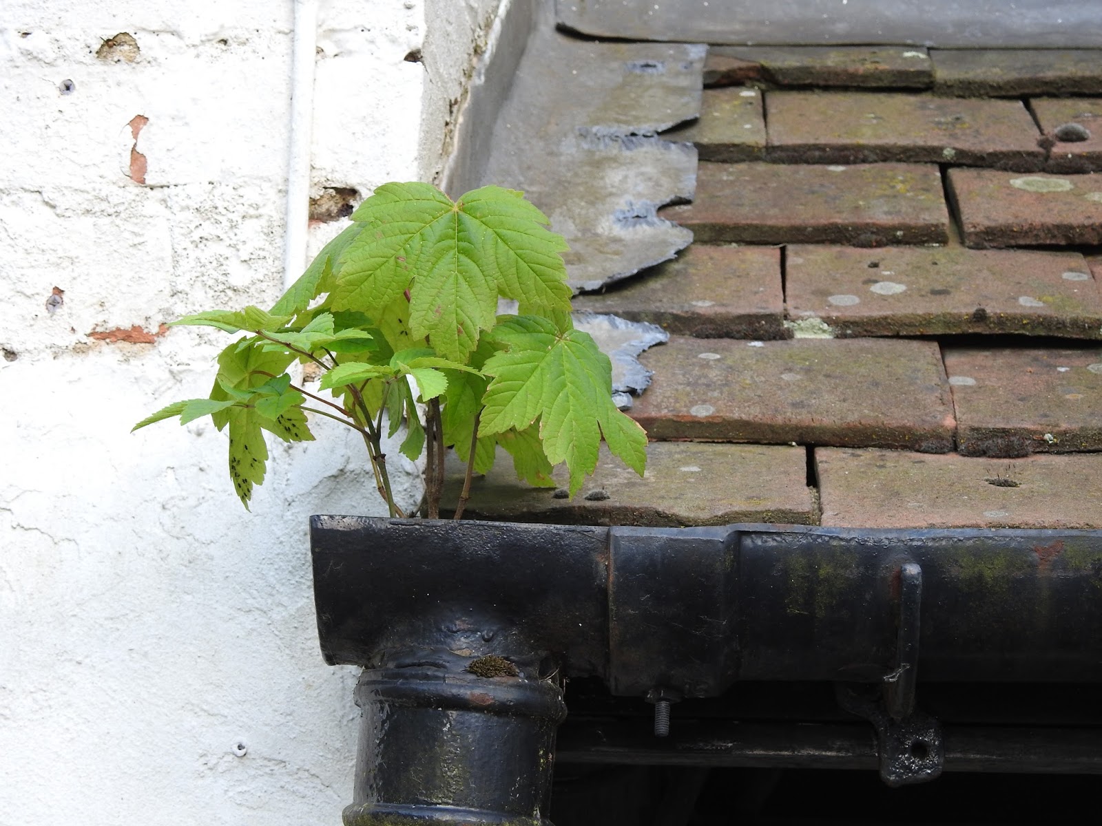 Crawley Old Town SIXTEEN PICTURES Edgeworth House & Wing House (Gatwick)