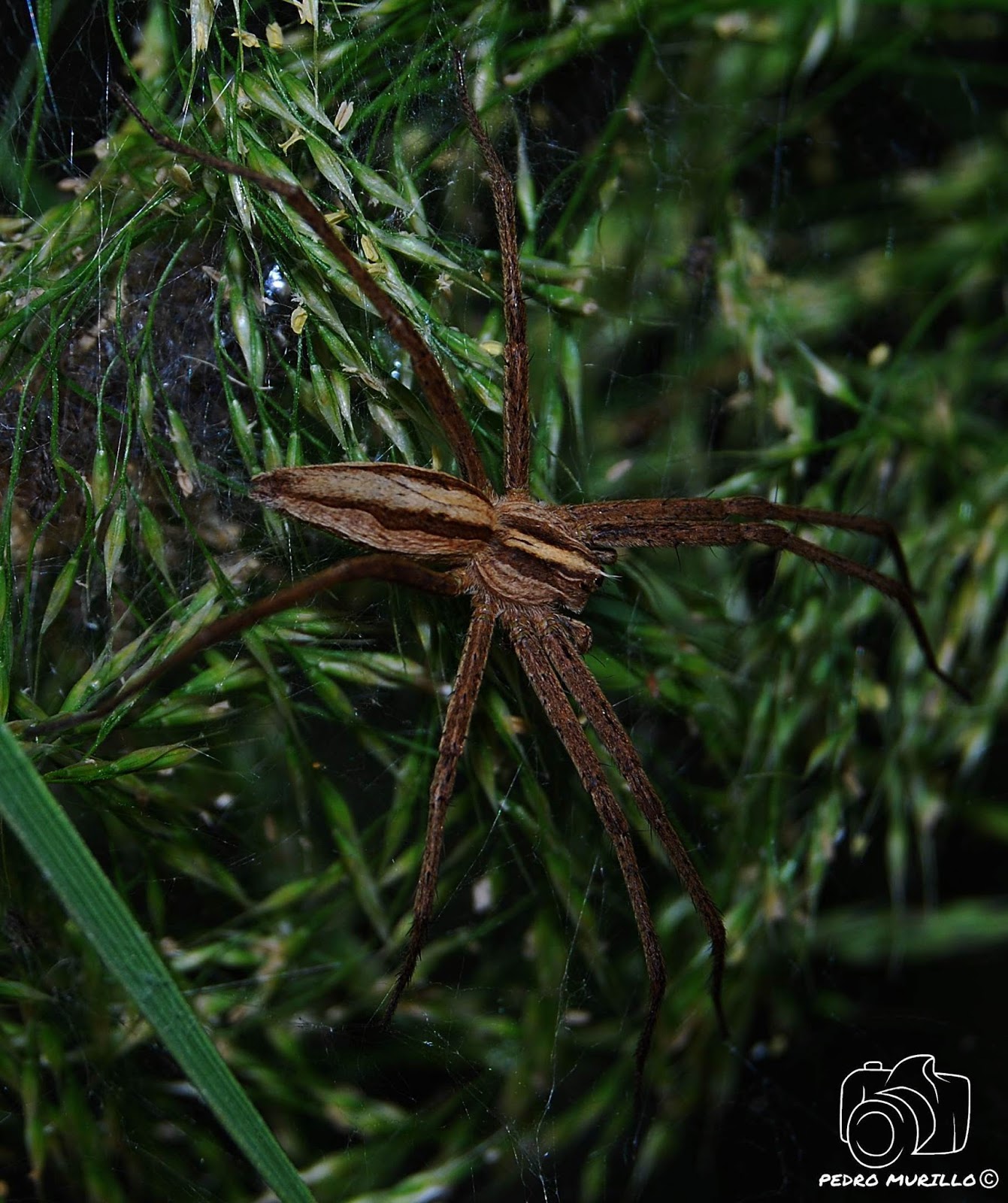 Las excursiones de Murillo "murillonature" Araña Nursery (Pisaura