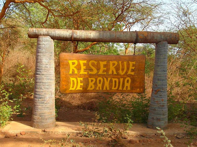 Bandia, la première réserve privée du Sénégal : Tourisme, réserve, parc, Bandia, zone, hôtel, safari, vacances, nature, végétation, animaux, visite, voyage, LEUKSENEGAL, Sénégal, Dakar, Afrique Bandia, la première réserve privée du Sénégal : Tourisme, réserve, parc, Bandia, zone, hôtel, safari, vacances, nature, végétation, animaux, visite, voyage, LEUKSENEGAL, Sénégal, Dakar, Afrique