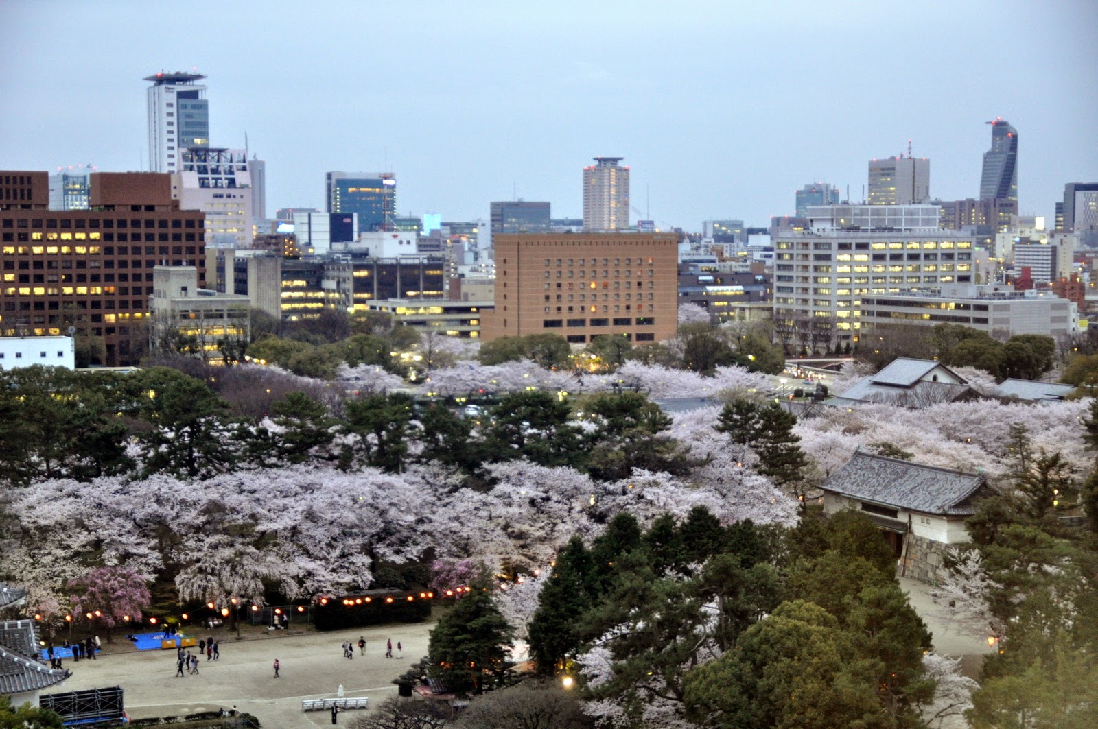 愛知名古屋 名古屋城 夜櫻初體驗 愛日研