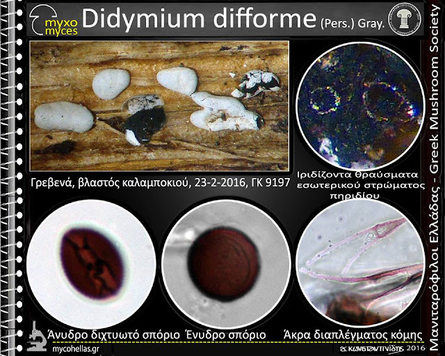 Didymium difforme (Pers.) Gray.