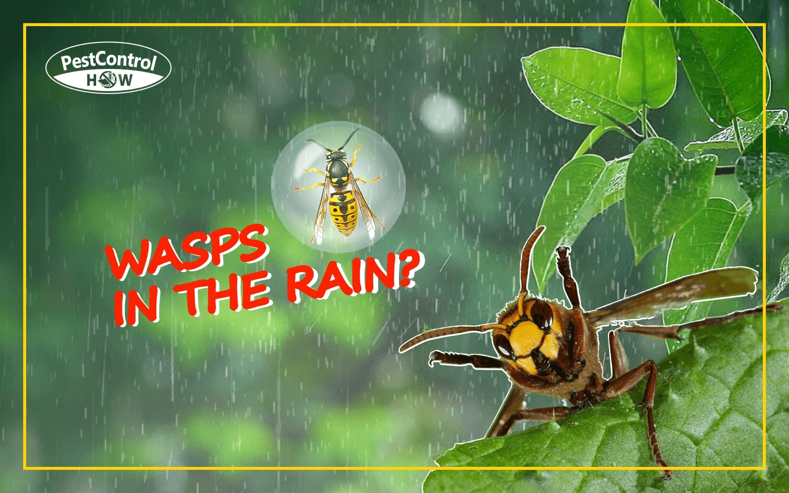 Do wasps come out in the rain? (Here's What You Need To Do!)