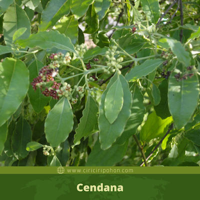 Cendana