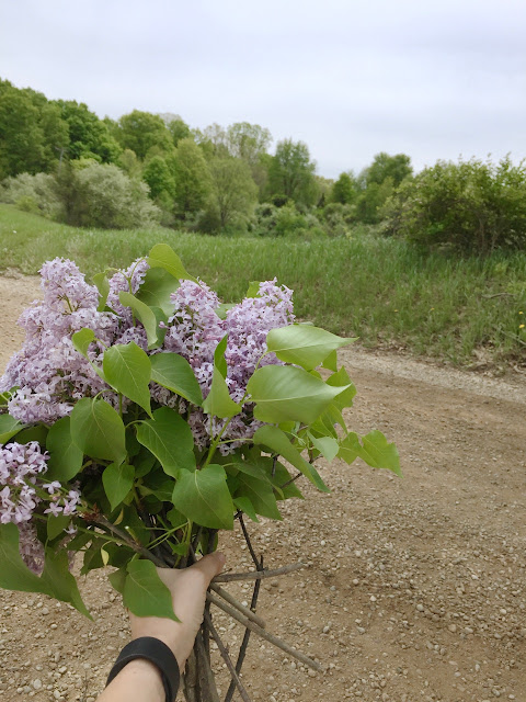 lilac michigan grown wild forage flowers