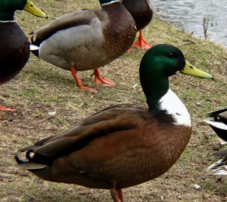 Birding In The Garden: Ducks: Domestic Mallards That Look Like Wild