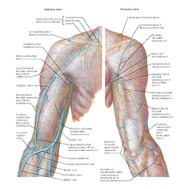 Cutaneous Nerves and Superficial Veins of Proximal Upper Limb Anatomy