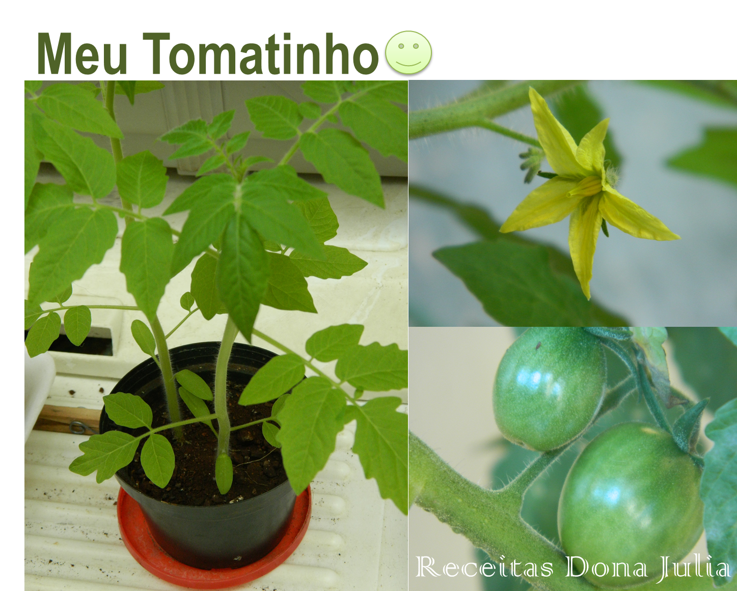 Meu tomatinho