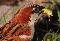 gorrion comiendo