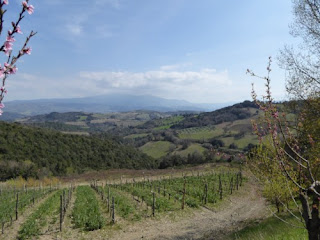 The View from Salicutti Salicutti Montalcino Tuscany