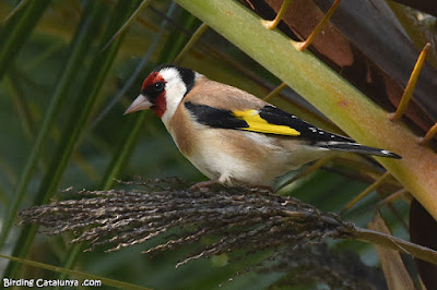 Cadernera (Carduelis carduelis)