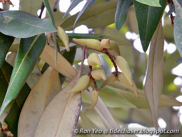 tHE tiDE cHAsER: Api-api Putih (Avicennia alba)