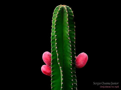 Orquídeas no Apê: Cacto do Peru - Cereus repandus