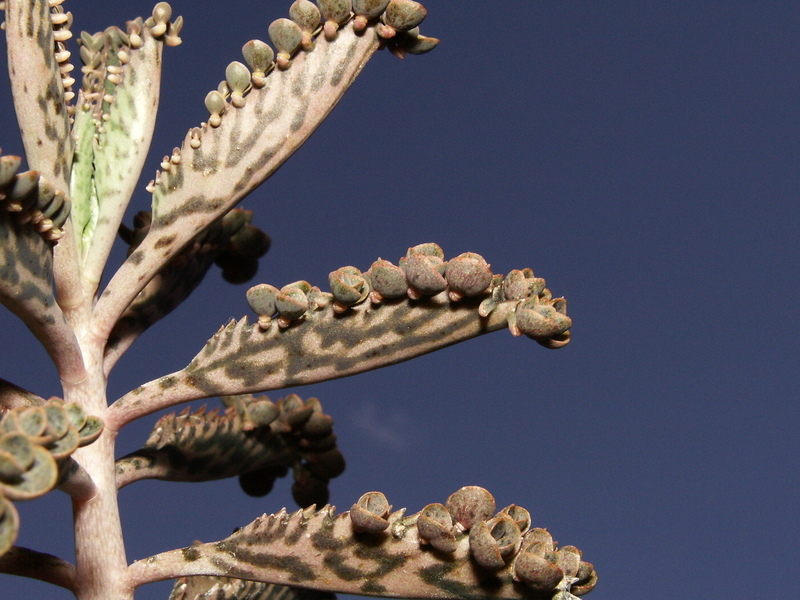 A PROPÓSITO DEL CÁNCER KALANCHOE