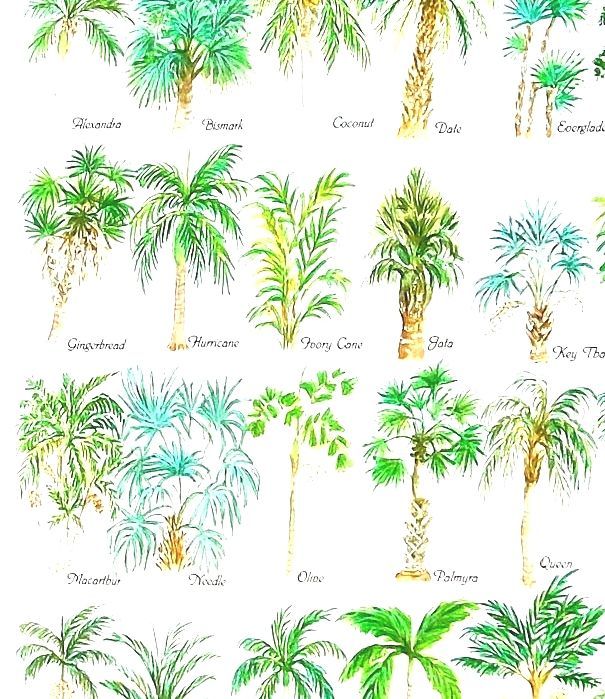 List Of Hardy Palms Oregon Palm Trees
