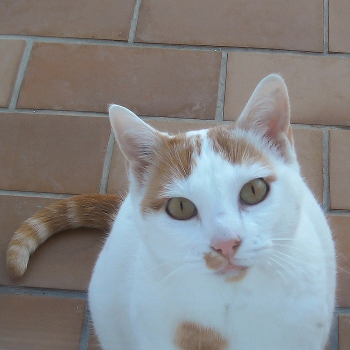 Photo de Shanghaï, chatte rousse et blanche, sur la terrasse, Hello c'est Marine