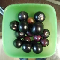 Overhead view of green plastic bowl filled with medium tomatillos. The fruit are dark purple, with the most ripe looking black..
