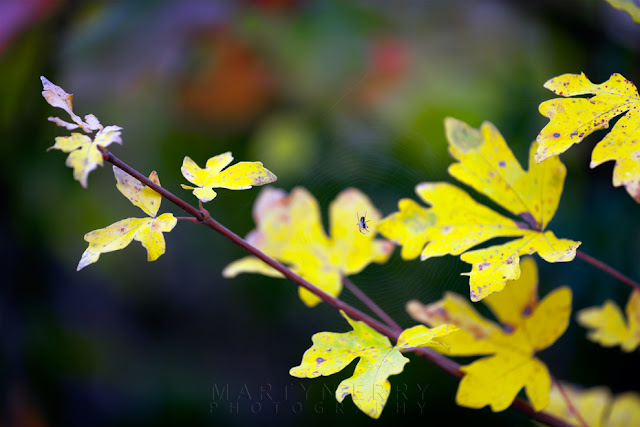 Yellow leaves of autumn and a spider at Monks Wood