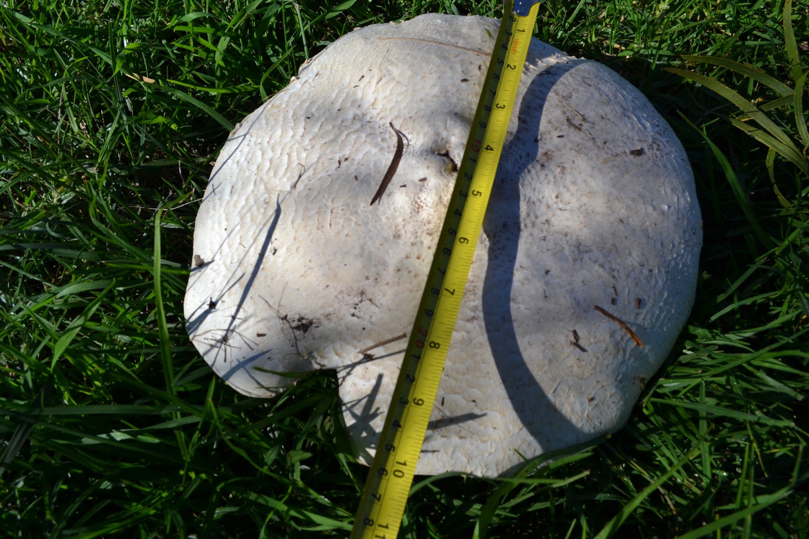 Barb'sBackyard Mushrooms.
