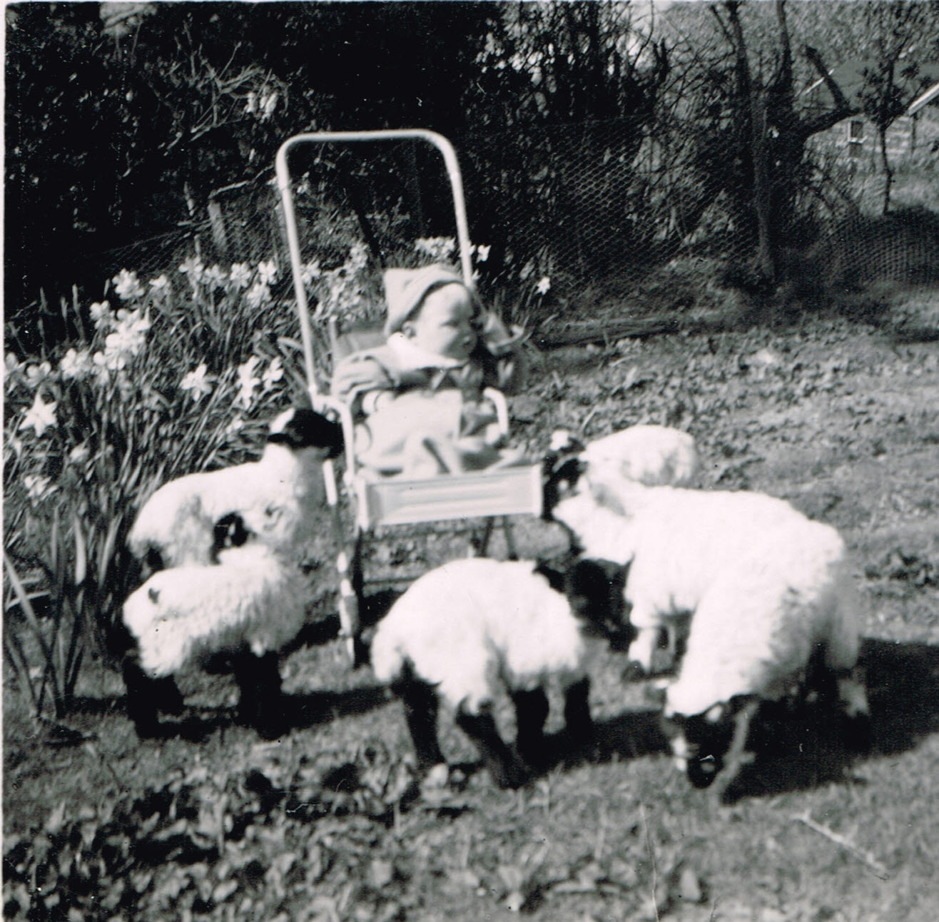Lost In The Past A Scottish Farm In The 1950s Nostalgia