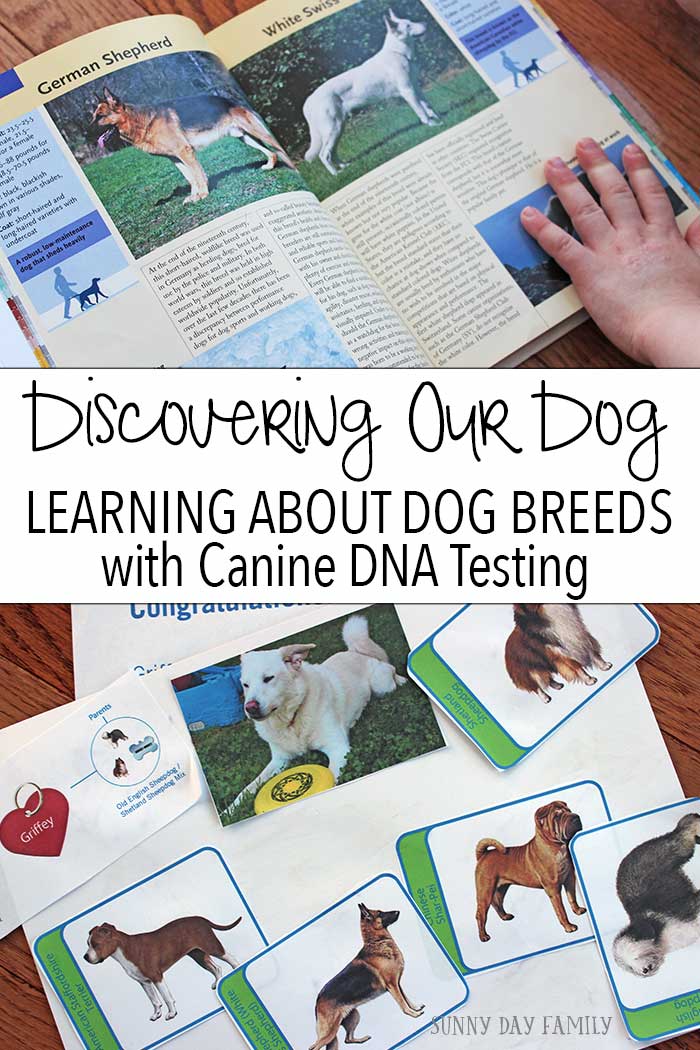 See what we learned about our shelter mutt when we gave him a Wisdom Panel Canine DNA test! A fun activity to help kids learn about dog breeds & ancestry and a great way to learn more about your dog too. You'll never guess what our mixed breed dog is!