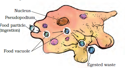 Amoeba (Feeding and digestion in amoeba)