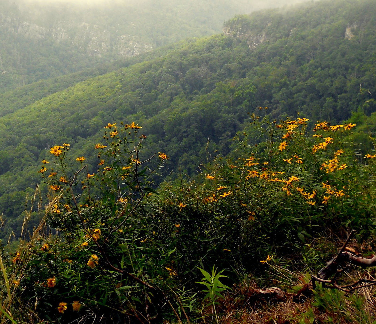 Hiking with a Fat Bald White Guy: Linville Gorge - Devils Cliff