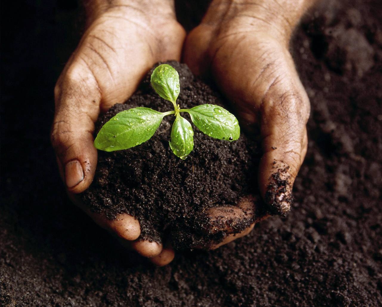 bej.kreations: "Sow a Seed"