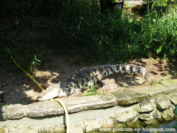 Podróże Małe i Duże E&P: Warszawskie ZOO