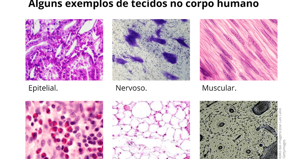 Ciencias Exemplos De Tecidos Com Os Seus Nomes Para Colorir