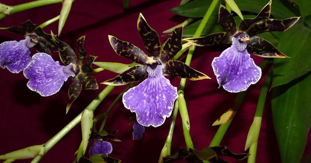 Zygopetalum maculatum care and culture Travaldo's blog