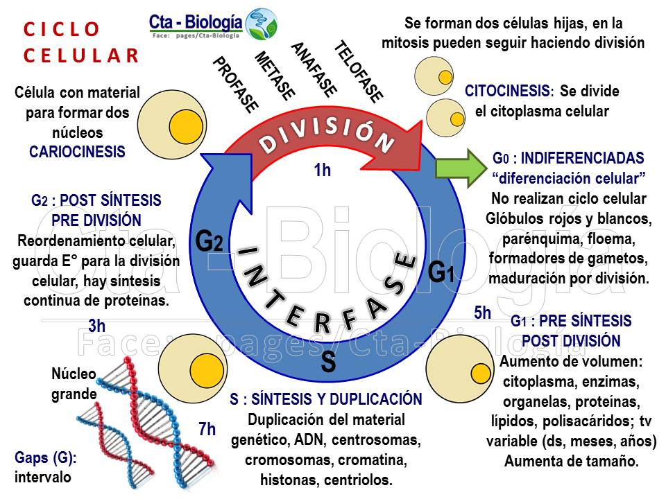 Biología didáctica: Cepreduni - Fisiología II: Ciclo Celular Eucariota