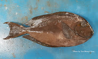 Elongate Surgeonfish