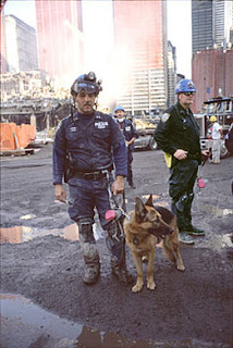 11 Eylül saldırılarında görev alan bir arama kurtarma köpeği.