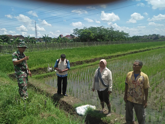 Upaya Khusus Babinsa untuk Tingkatkan Hasil Pertanian