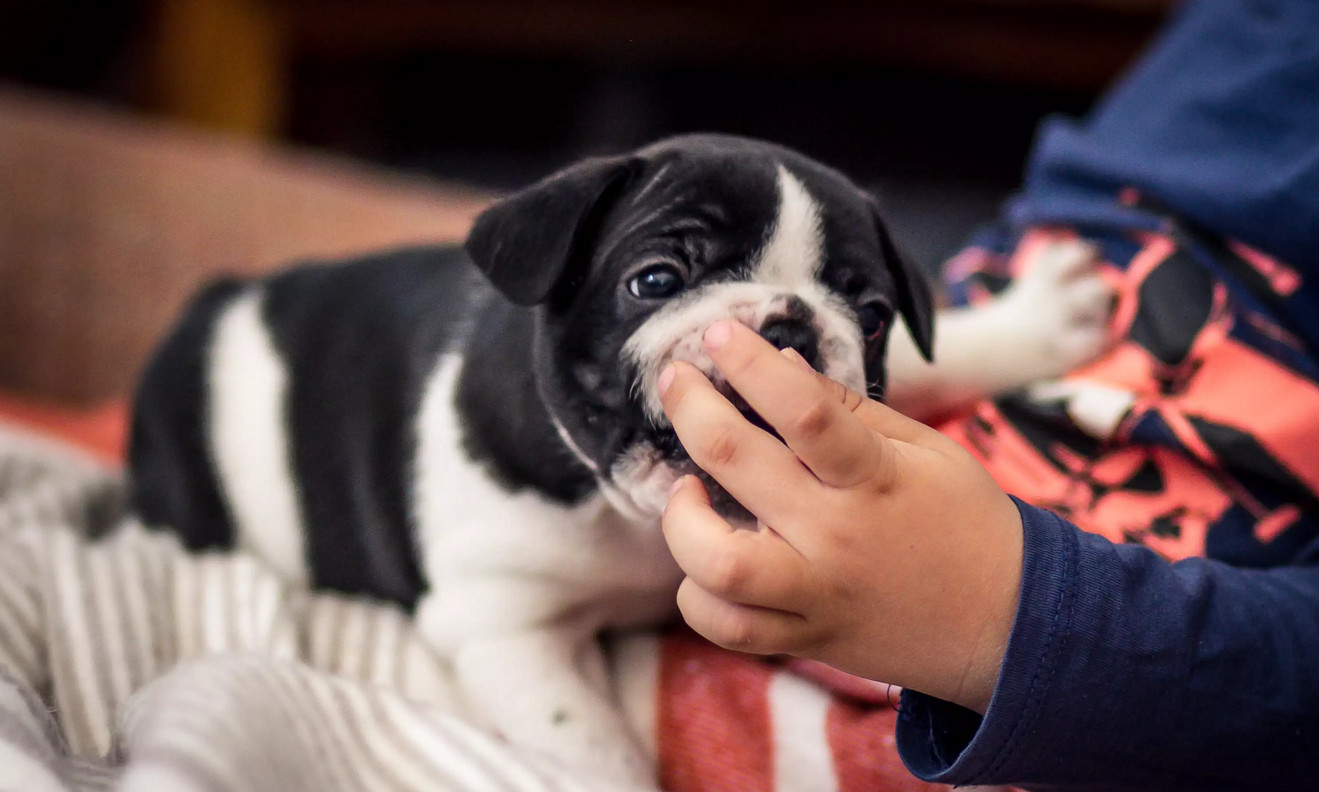 Dog Tips Secret How to Stop Chewing in Puppies Dog Tips Secret