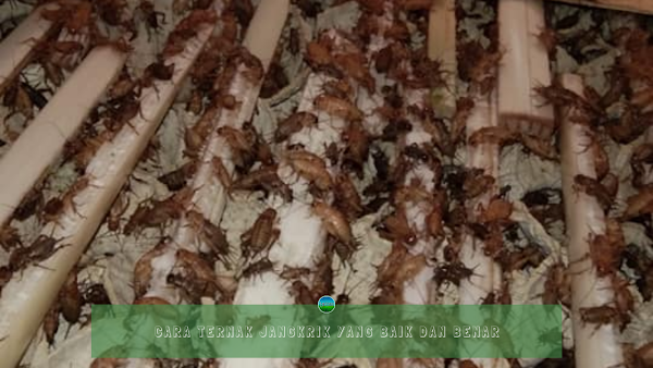 Cara Ternak Jangkrik yang Baik dan Benar Cara Ternak Jangkrik yang Baik dan Benar