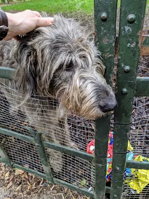 Day trip from Limerick Ireland: Irish wolfhounds at Bunratty Castle