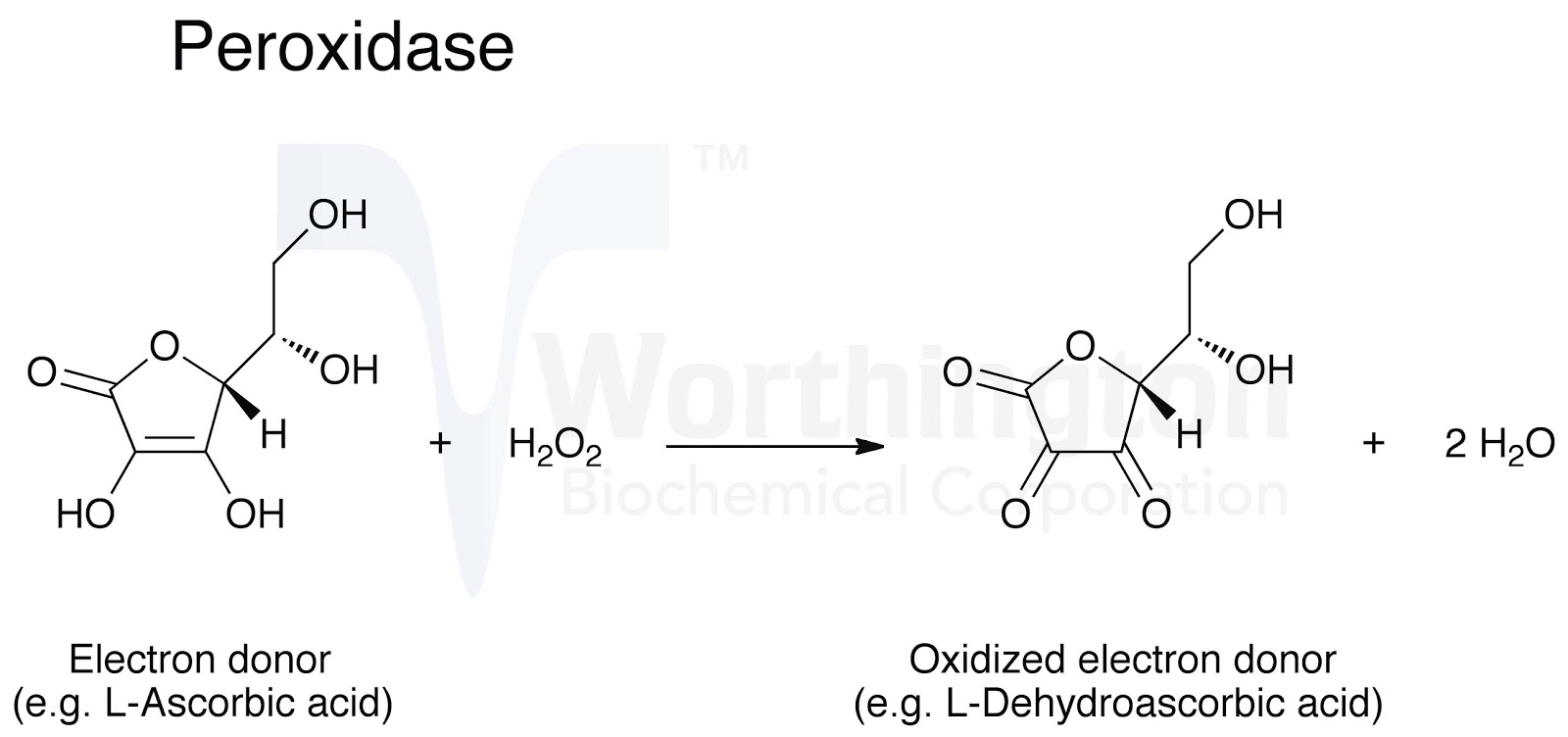 Imunologia Análises