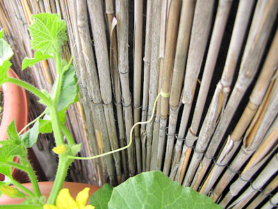 Bucolic Bushwick Rooftop Vegetable Garden Melon Plant