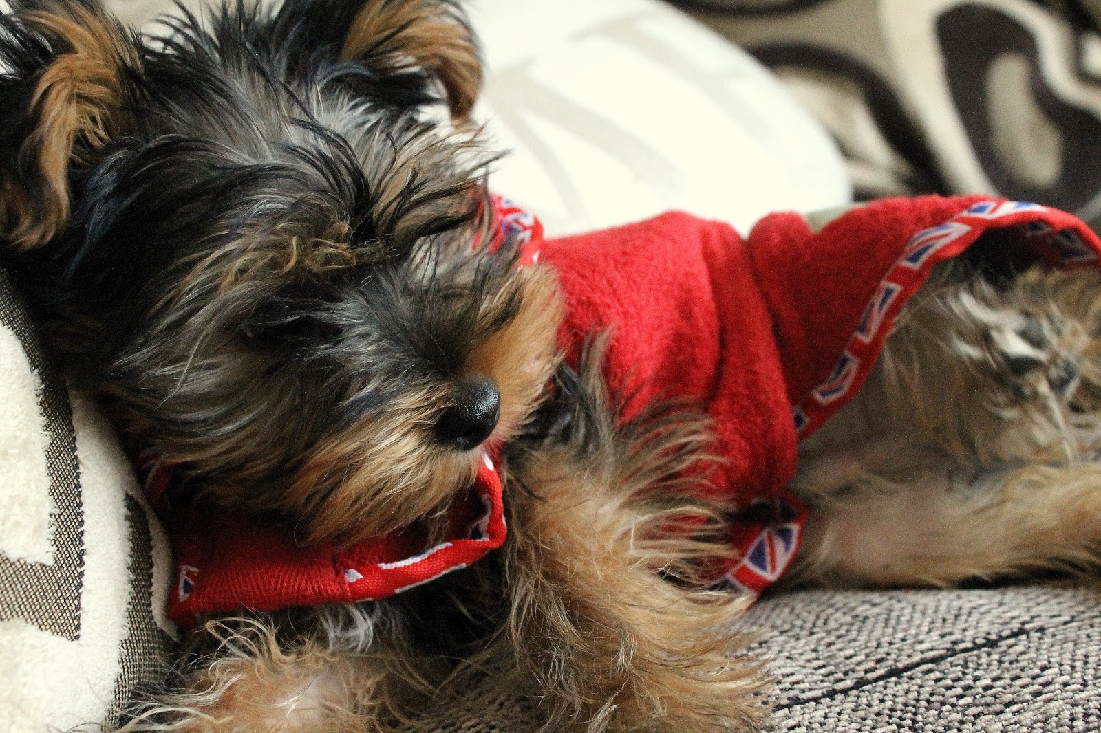 ruff and tumble dog coats reviews