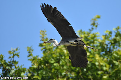 Bernat pescaire (Ardea cinerea)