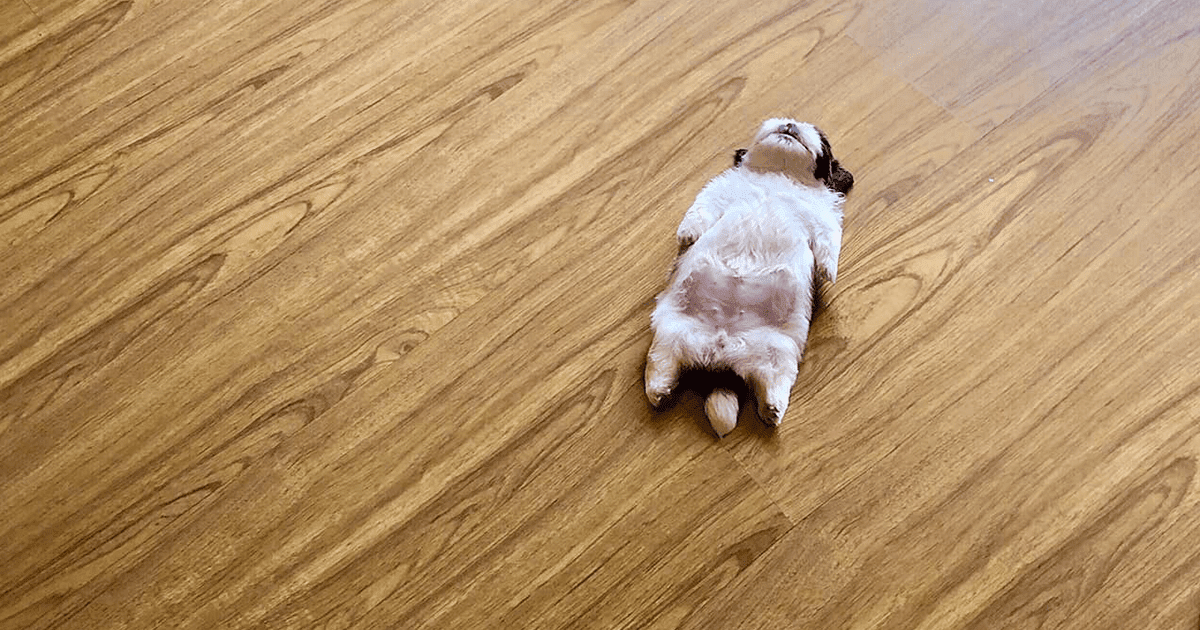 30 Hilariously Adorably Pictures Of Puppy Sleeping As If She Was 'Turned Off' 30 Hilariously Adorably Pictures Of Puppy Sleeping As If She Was 'Turned Off'