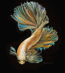 09-Siamese-fighting-fish-Анастасия-Серая-www-designstack-co