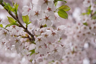 Sakura japan cherry blossom - цветение сакуры