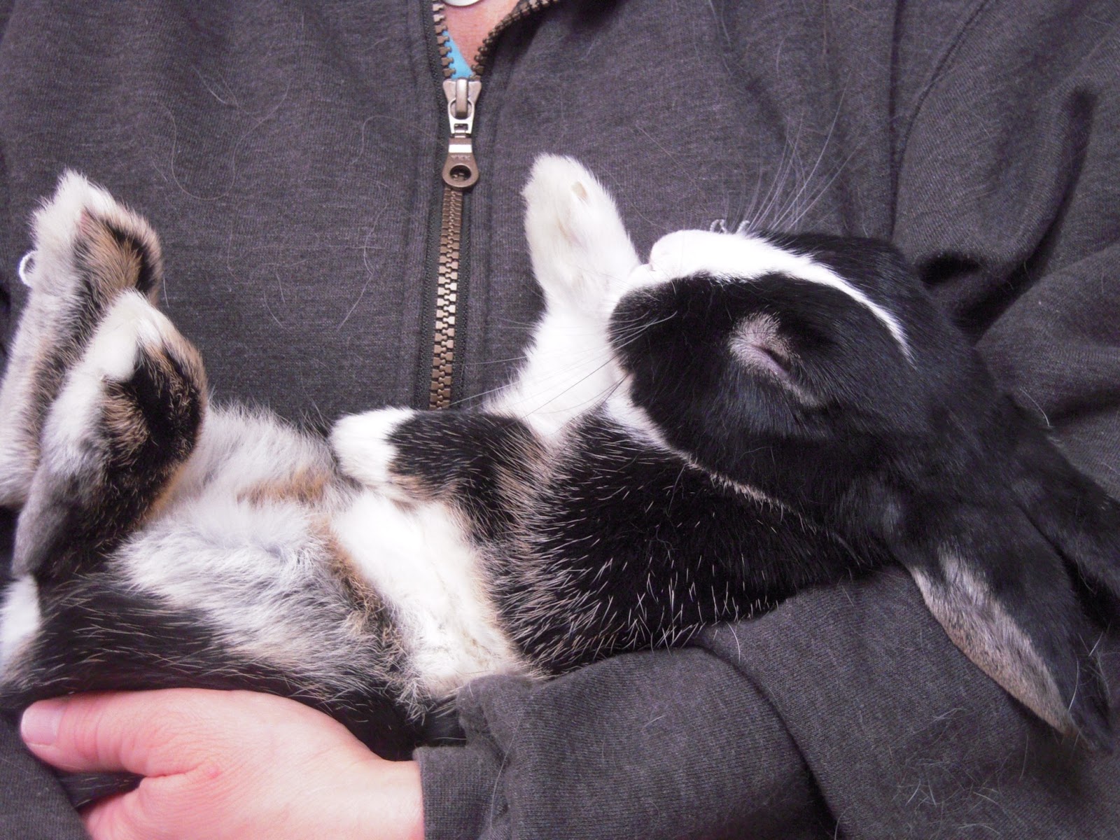 VETERINARY ASSOCIATES OF CAPE COD Caring for a Pet Rabbit