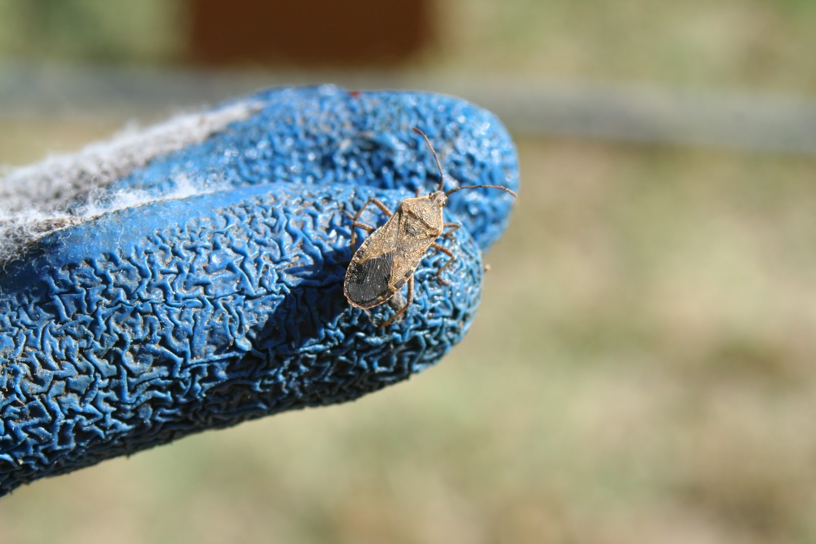 Brooding On Invasion of the Squash Bugs!