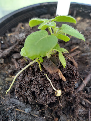 True Potato Seed (TPS) Australia